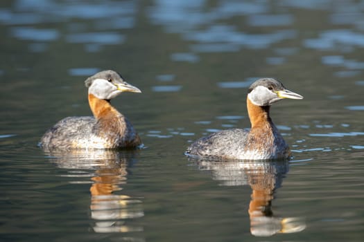 A red necked grebe couple is swimming together on Fernan Lake in north Idaho.