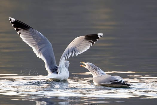 Two gulls fighting for a fish in the lake at Coeur d'Alene, Idaho.
