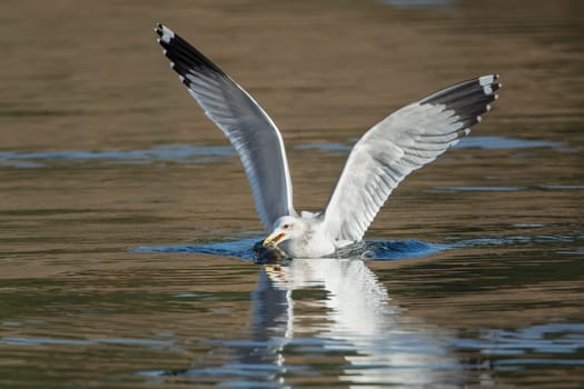 A seagull feeds on a fish on the calm lake in Coeur d'alene, Idaho.