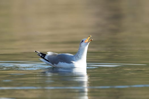 A seagull is calling out while floaton the water of Coeur d'Alene lake in north Idaho.