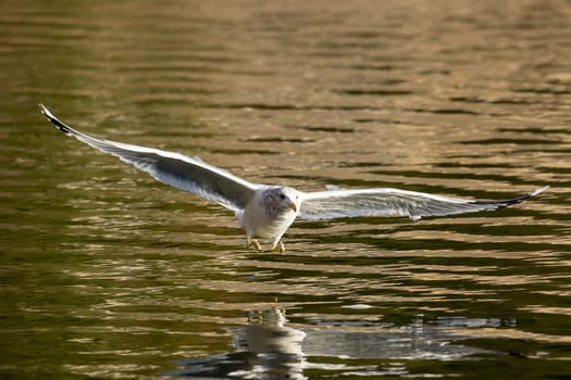 A seagull flies low just above the water of Coeur d'Alene Lake in north Idaho.