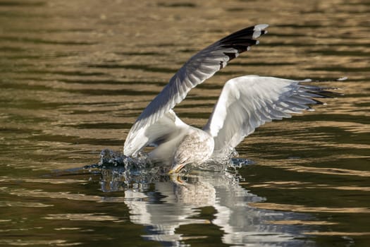 A seagull catches a fish in the calm lake in Coeur d'Alene, Idaho.