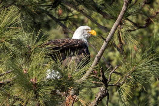 A bald eagle is perched in a tree in Coeur d'Alene, Idaho.