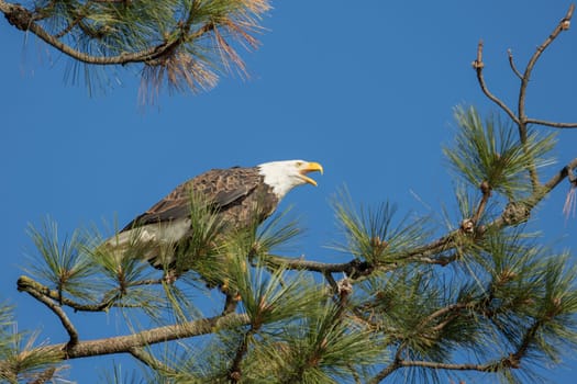 An adult bald eagle perched on a branch against a blue sky calls out in north Idaho.