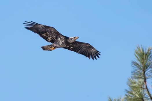 An immature bald eagle soars in the bright blue sky in north Idaho.