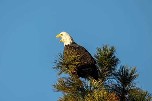A bald eagle perched on a tree top is calling out to others in north Idaho.