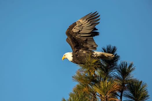 A bald eagle perched on a tree top gets ready to take flight in north Idaho.