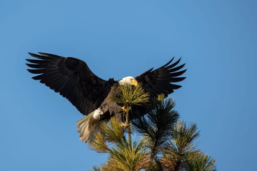 A bald eagle comes in for a landing on a tree top in north Idaho.