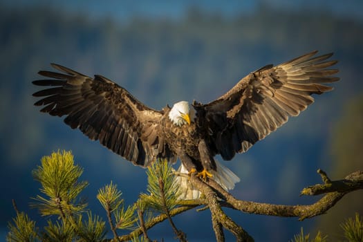A majestic bald eagle is coming in for a landing on a branch with wings spread in north Idaho.