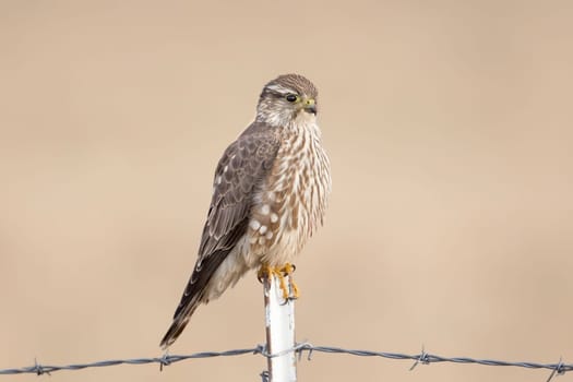 A prairie falcon is perched on a metal fence post in north Idaho.