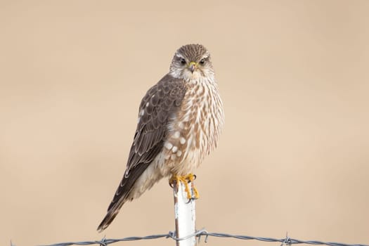 A prairie falcon is perched on a metal fence post in north Idaho.