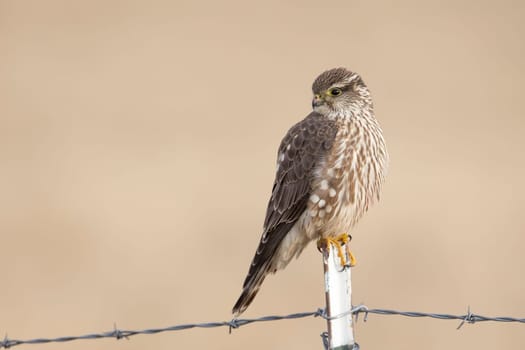 A prairie falcon is perched on a metal fence post in north Idaho.