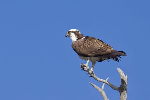 An osprey is perched on a barren branch watching for fish to catch in Coeur d'Alene, Idaho.