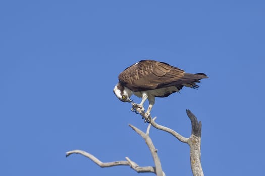 An osprey perched on a branch looks down at its talons in Coeur d'Alene, Idaho.