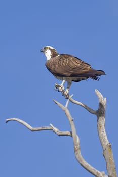 An osprey is perched on a barren branch watching for fish to catch in Coeur d'Alene, Idaho.