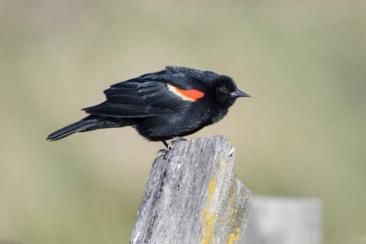 A red winged blackbird is perched on a post near Hauser Lake, Idaho.