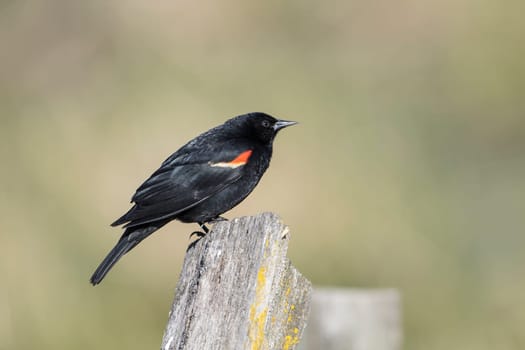 A red winged blackbird is perched on a post near Hauser Lake, Idaho.