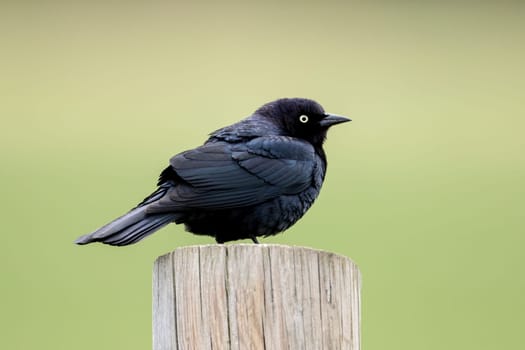 A brewer's blackbird perched on a wooden post near Newman Lake, Washington.