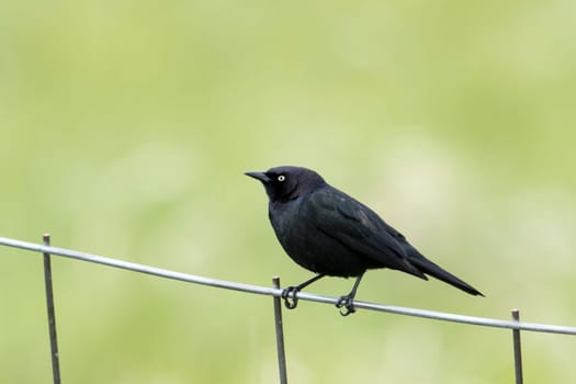 A brewer's blackbird is perched on a wire fence near Hauser, Idaho.