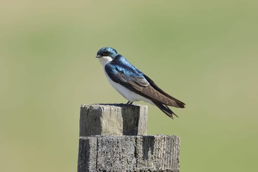 A cute tree swallow is perched on a wood post in Coeur d'Alene, Idaho.