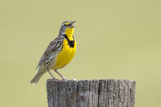 A weatern meadowlark is perched on a wooden post and singing at the National Elk and Bison Range in Western Montana.