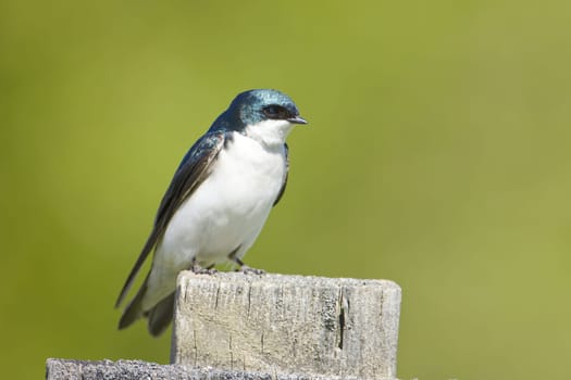 A cute tree swallow is perched on a wood post in Coeur d'Alene, Idaho.