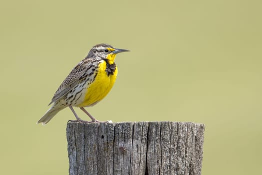 A sideview of a weatern meadowlark perched on a post at the National Elk and Bison Range in Western Montana.