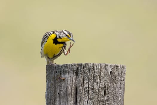 A western meadowlark scratches itself at the National Elk and Bison Range in Western Montana.