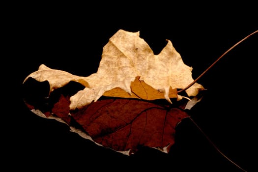 A studio photo of a dried leaf on a reflective black surface.