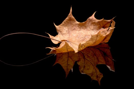 A studio photo of a dried leaf on a reflective black surface.
