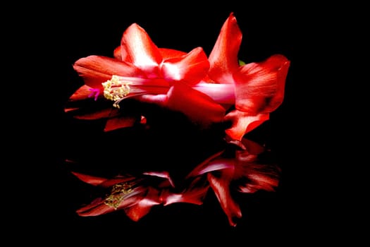 A close up studio photo  of a Christmas cactus flower on a bacl reflective surface.
