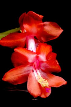 A close up studio photo  of a Christmas cactus flower on a bacl reflective surface.