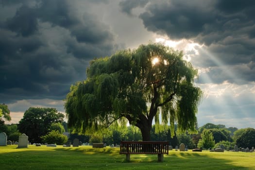 Ray of Sunlight on Lonely Bench in Cemetery Under Weeping Willow Tree, Solitude and Serenity.