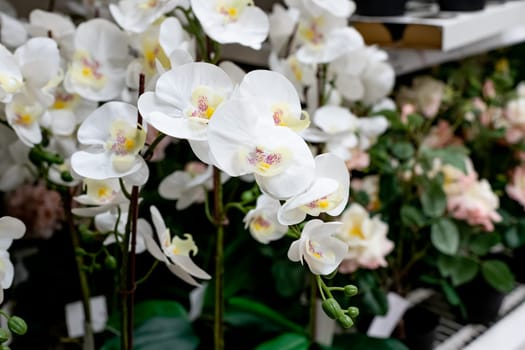 Pink and yellow orchids in garden shop. Various orchids sold in store. Flowers orchid in a greenhouse