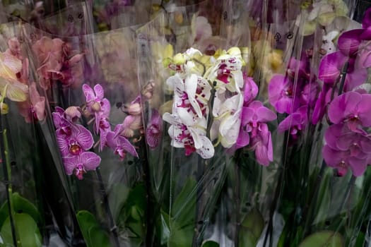 Pink and yellow orchids in garden shop. Various orchids sold in store. Flowers orchid in a greenhouse