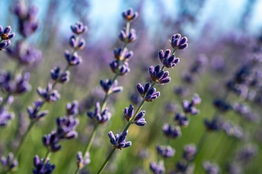 A bunch of purple flowers with a few green leaves. The flowers are in a field and are in full bloom