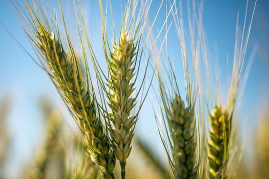 Three green wheat stalks are standing tall in a field. The sky is clear and blue, and the sun is shining brightly. The wheat stalks are all facing the same direction