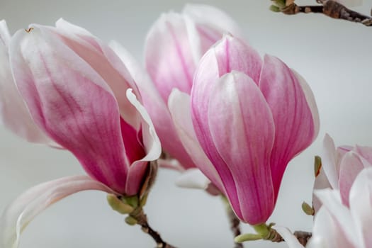 Magnolia Sulanjana flowers with petals in the spring season. the beautiful pink magnolia flowers in spring, selective focusing.
