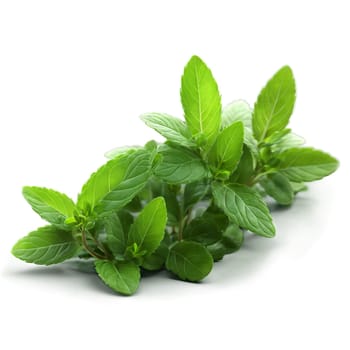 Mint microgreens Mentha spp vibrant green leaves with a refreshing aroma artfully scattered Microgreen super. Microgreen isolated on transparent background.