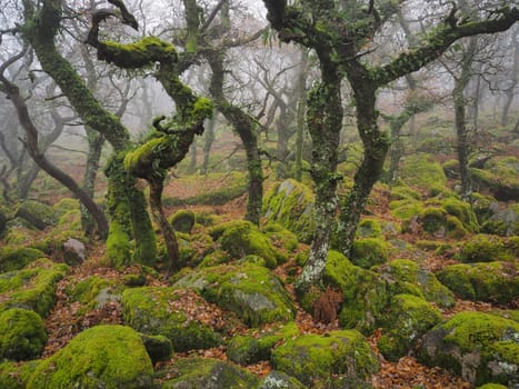 The lichen covered ancient oak trees and boulders of Black-a-Tor Copse next to the West Okement River where bright green lichens and mosses cover the rocks and trees, Dartmoor National Park, Devon, UK