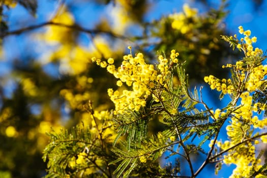 Blossoming of Mimosa tree (Acacia Pycnantha), otherwise known as Golden Wattle on a cool late winter's day in Warrandyte in Melbourne, Victoria, Australia