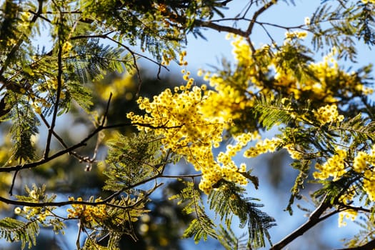 Blossoming of Mimosa tree (Acacia Pycnantha), otherwise known as Golden Wattle on a cool late winter's day in Warrandyte in Melbourne, Victoria, Australia