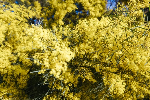 Blossoming of Mimosa tree (Acacia Pycnantha), otherwise known as Golden Wattle on a cool late winter's day in Warrandyte in Melbourne, Victoria, Australia