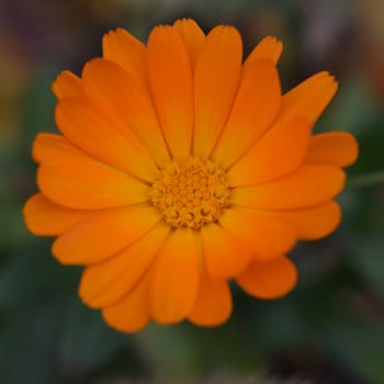 Blooming marigold flowers. Orange calendula on a green grass. Garden with calendula. Garden flowers. Nature flowers in garden. BYellow-orange petals. Green blurred background. Macro.