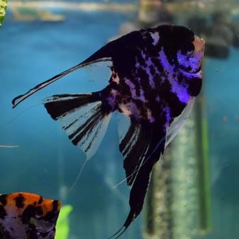 A colorful cichlids fish (pterophyllum scalare) is swimming underwater in an freshwater aquarium in front of a decorative aquascape