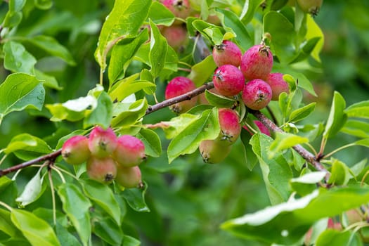 Red ripe apples hang on the branches of an apple tree. Harvest. Selective focus.