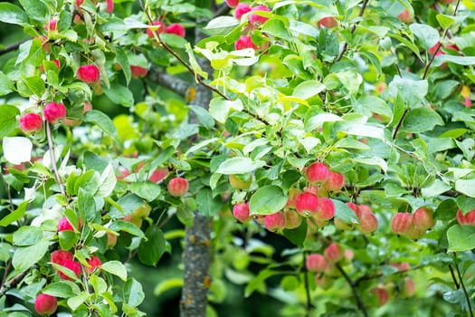 Red ripe apples hang on the branches of an apple tree. Harvest. Selective focus.