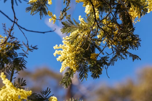 Blossoming of Mimosa tree (Acacia Pycnantha), otherwise known as Golden Wattle on a cool late winter's day in Warrandyte in Melbourne, Victoria, Australia