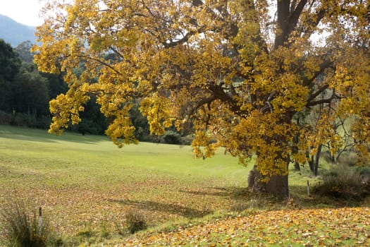 Warburton Golf Club on a cool autumn day in Victoria, Australia