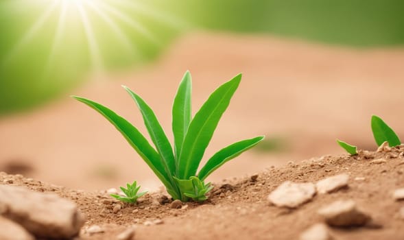 A single plant with green leaves grows in brown dirt with the sun shining down on it. The plant is in the foreground, with the sun shining brightly behind it.